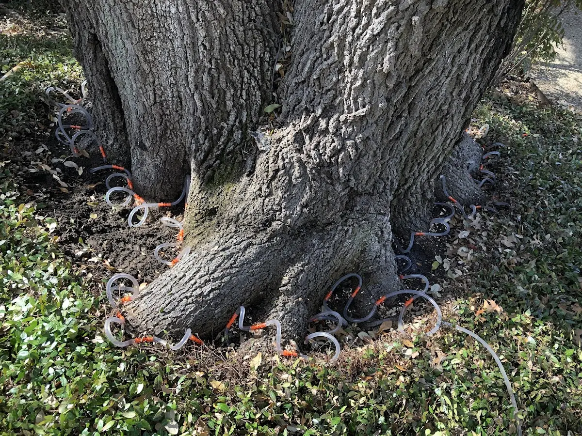 Detailed Tree Cabling and Bracing job site in Craigmont