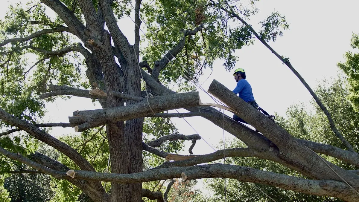 Professional Crown Thinning performed by certified arborists in Craigmont